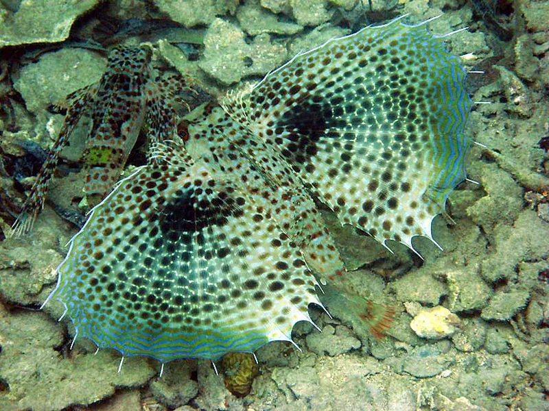 Photo diving Madagascar