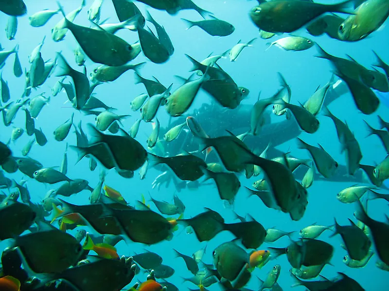 Poissons hachettes et plongeur en arrière-plan