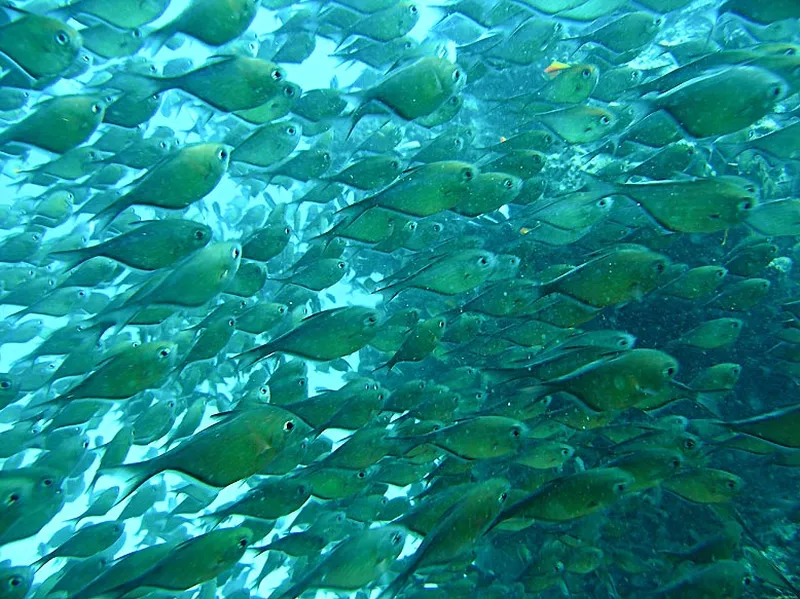 Photo diving Madagascar