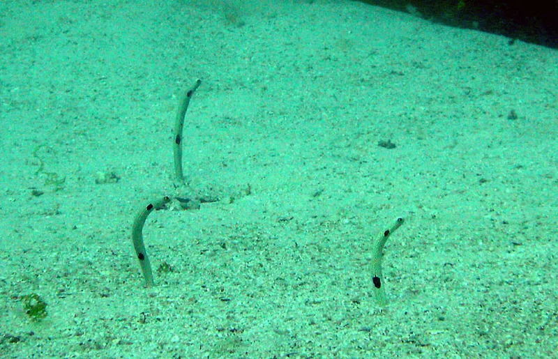  Spotted garden eel in sand