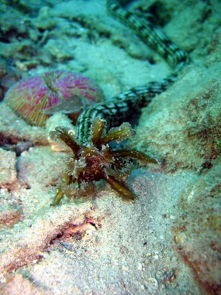 Brown sticky snake sea-cucumber, mouth and tentacles