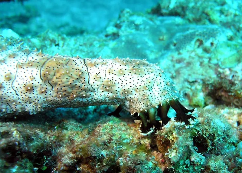 Photo diving Madagascar