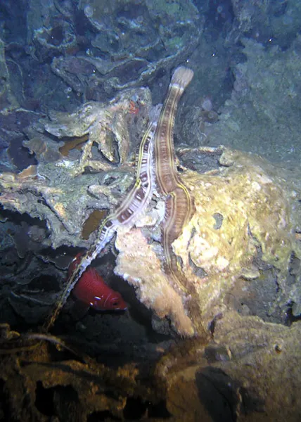 Deux holothuries serpent s'aiment sur du corail mort