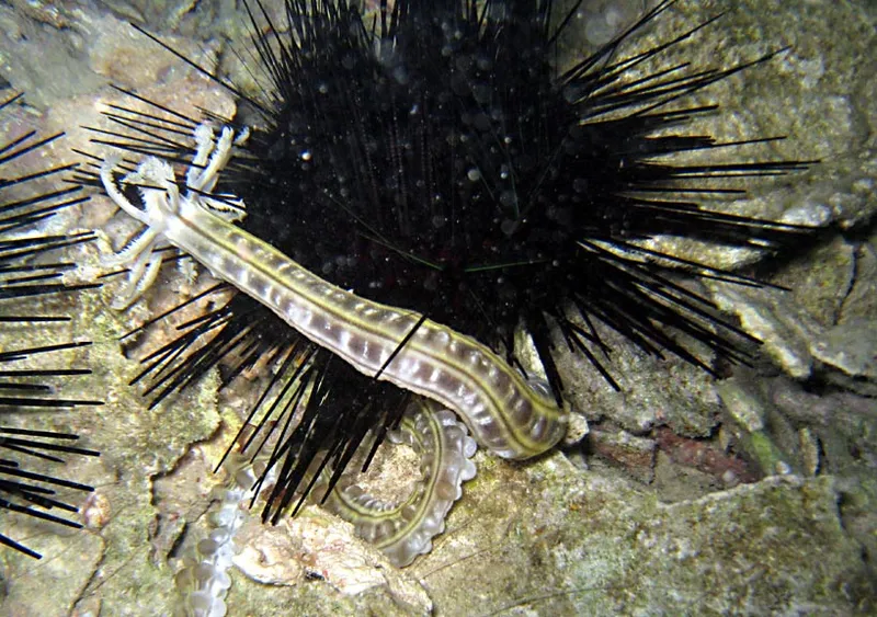 Sea cucumber hugging a sea urchin