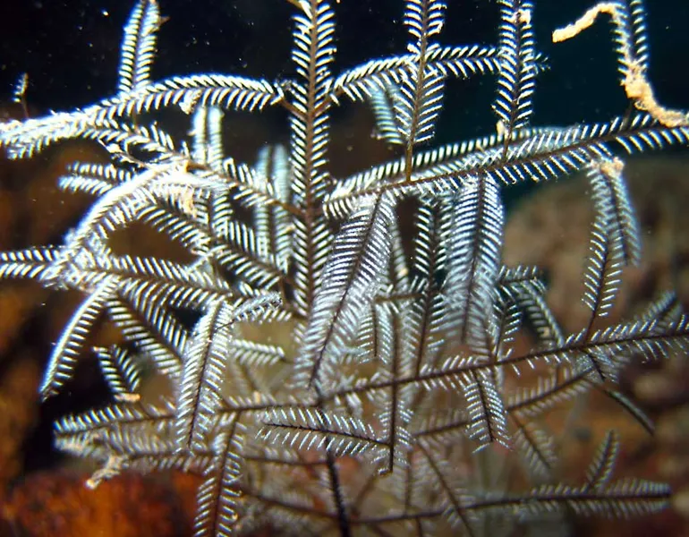  Hydroids composition