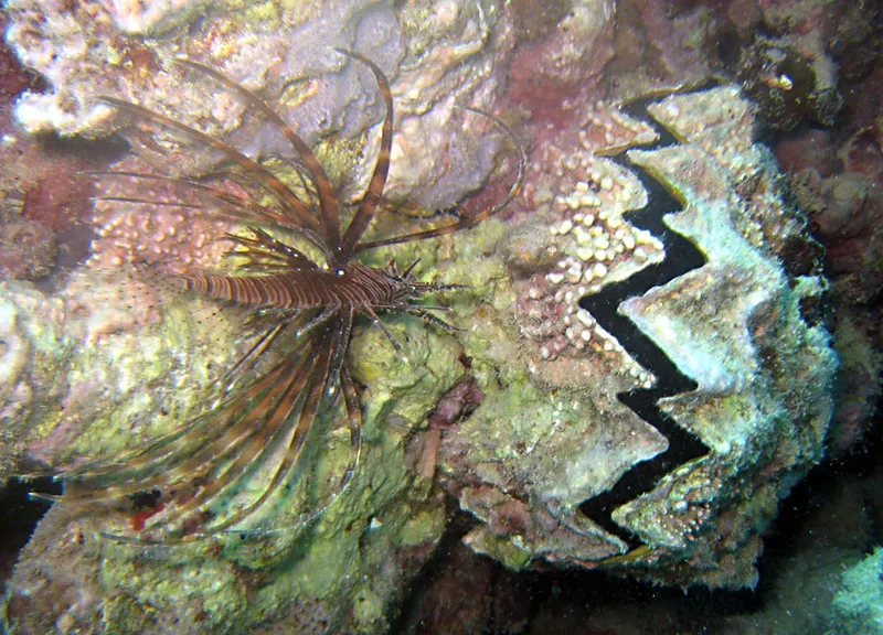 Juvenile lionfish and  zigzag oyster