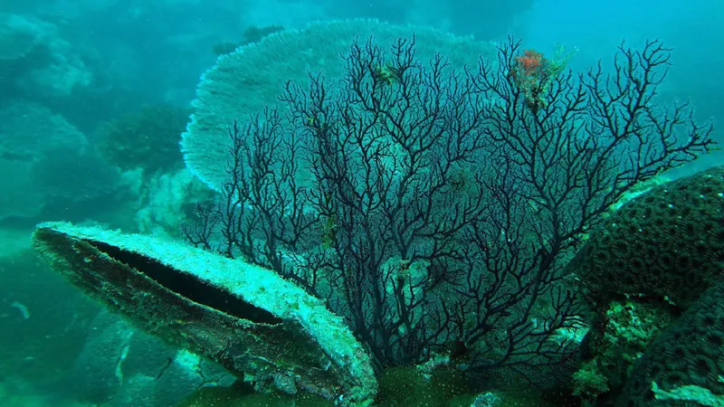 Acropora, sea fan and