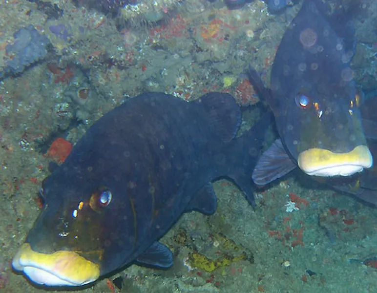 Photo diving Madagascar