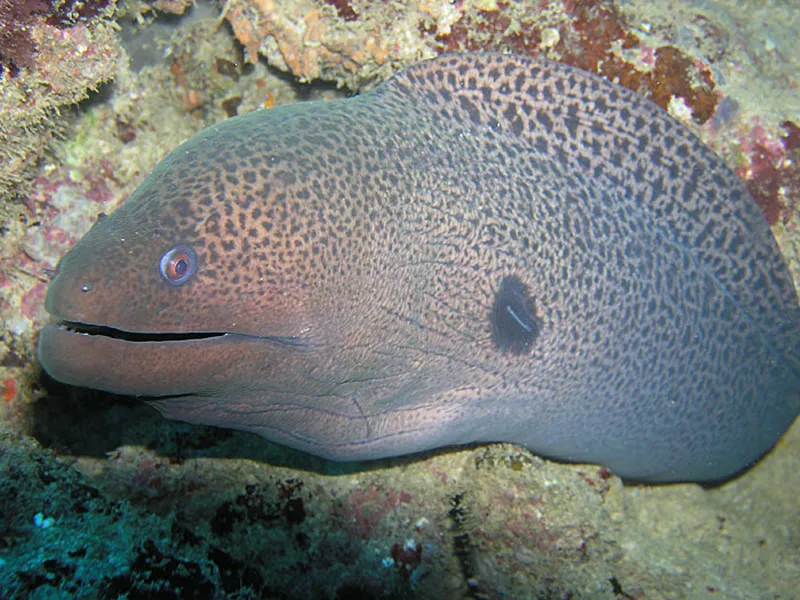 Photo diving Madagascar