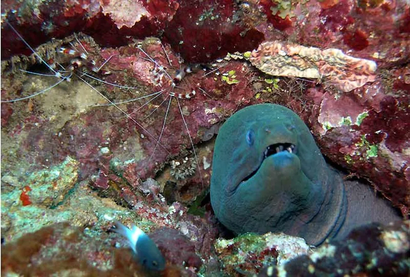 Photo diving Madagascar