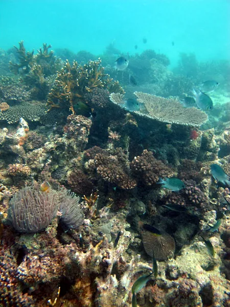 The Ifaty coral garden