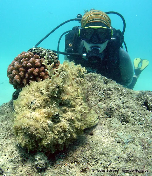  A diver watching a stonefish