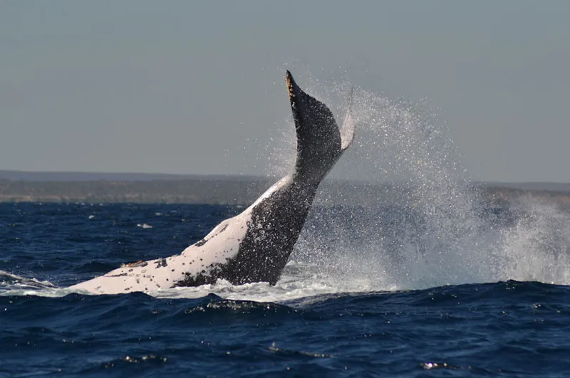 Baleine à bosse, caudale levée