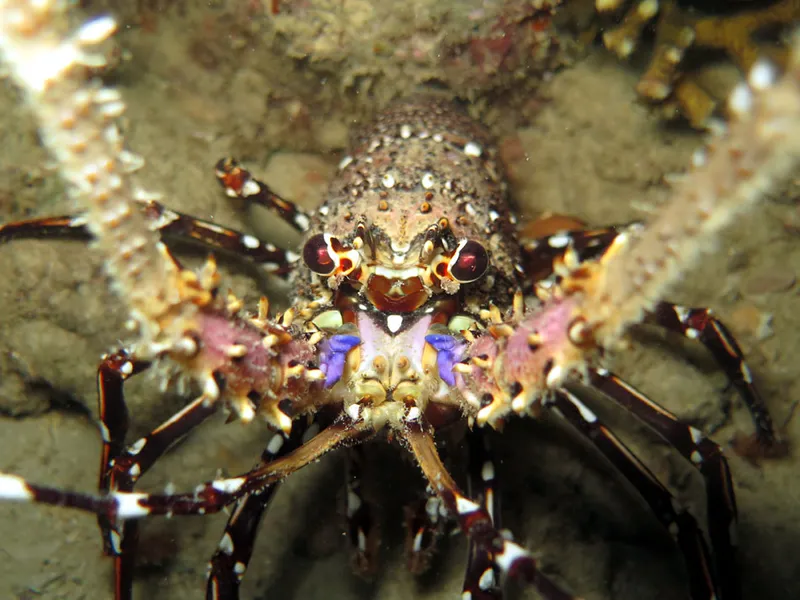 Devil crayfish