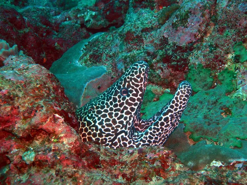  Honeycomb moray eel at Bevato