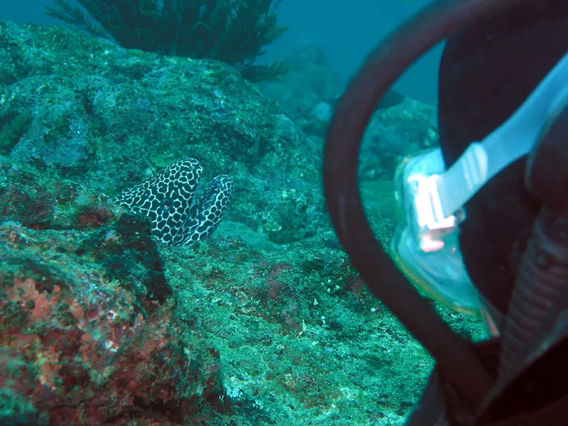 Diver watching an honeycomb moray eel