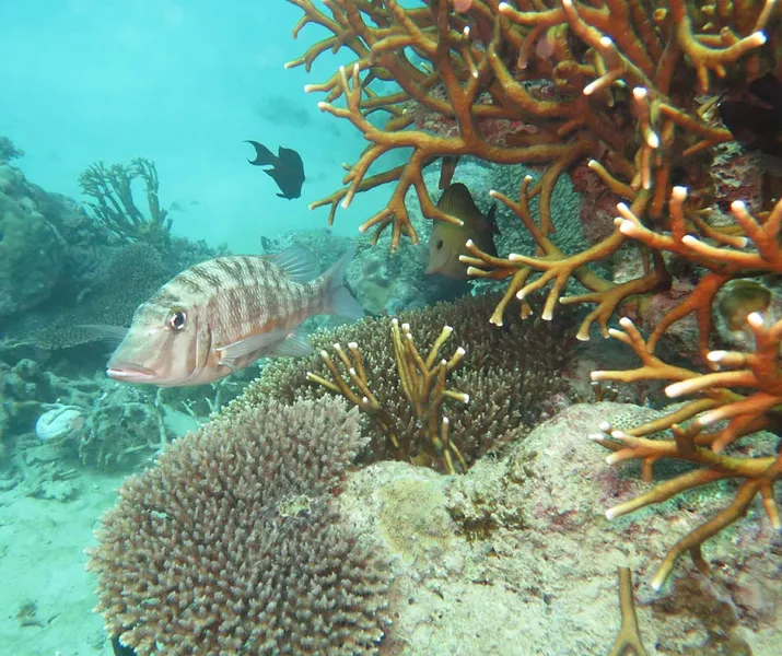 Photo diving Madagascar