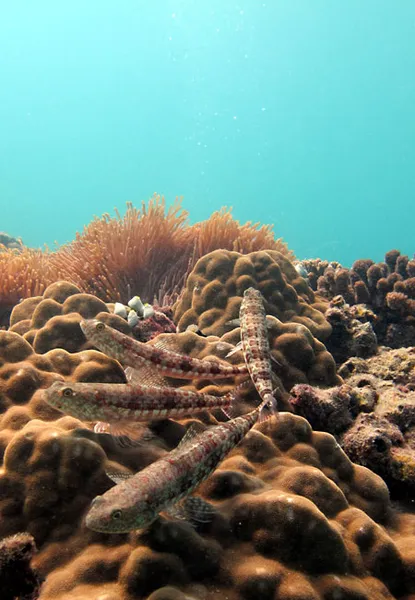 Lizardfish in fan formation