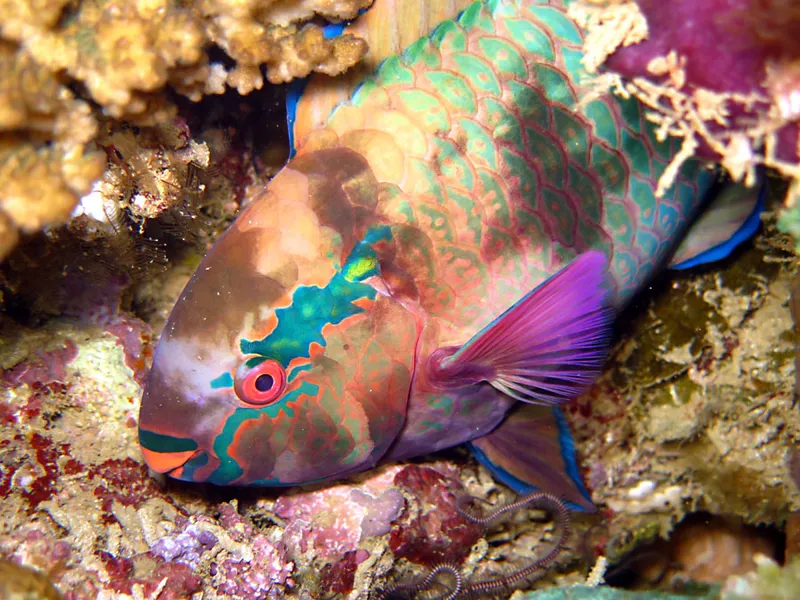 Head of swarthy parrotfish