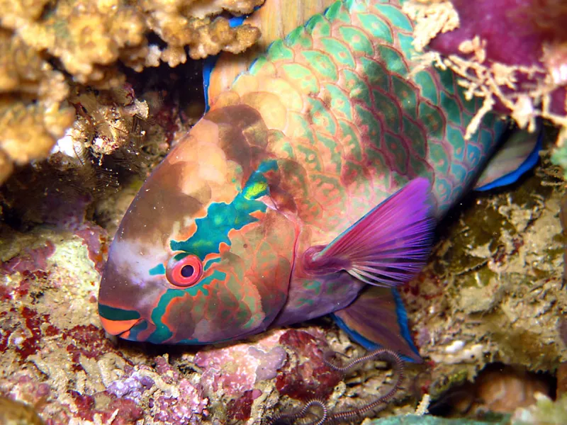 tête de poisson perroquet noir