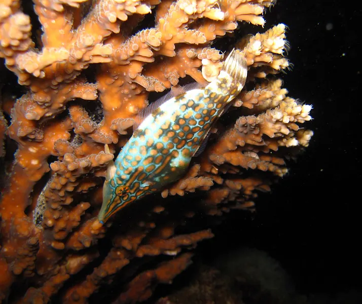Poisson lime se nourrissant d'un polype de corail