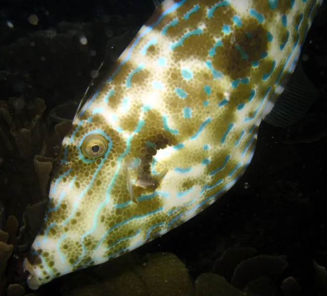 Poisson lime gribouillé