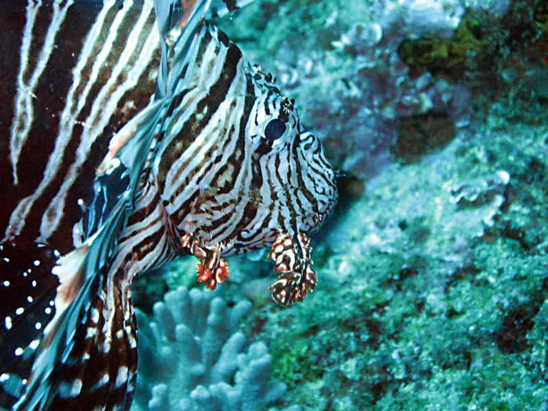 Poisson lion de profil, avec barbillons