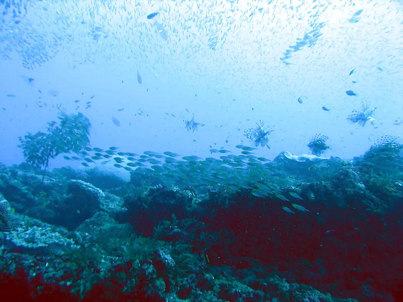 Photo diving Madagascar