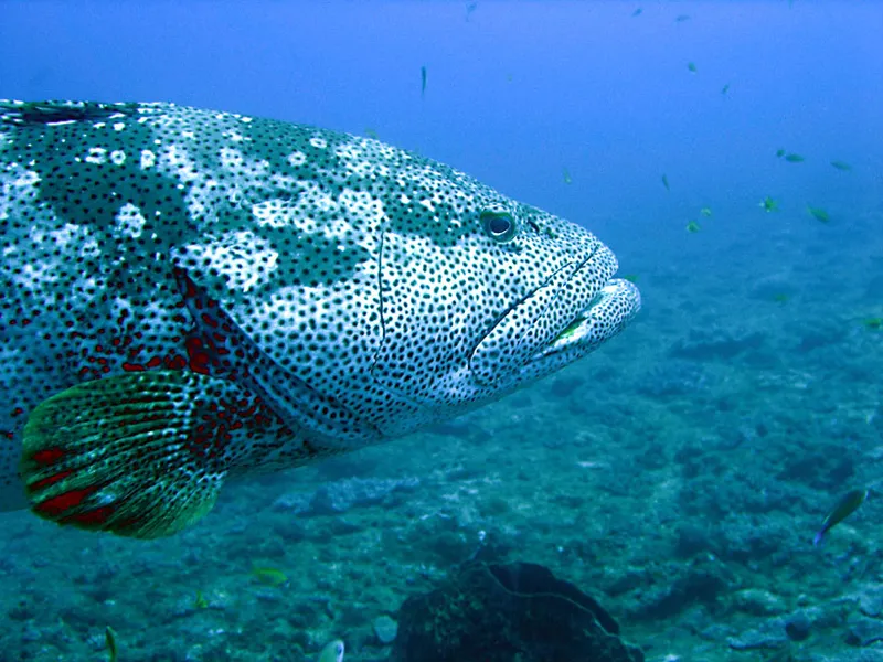 Profil de mérou malabar