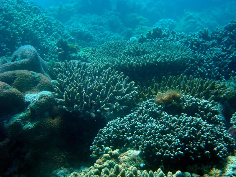 Un champ de corail à Vatosoa