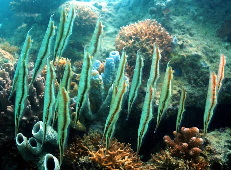 Poissons couteaux en suspension, la tête en bas