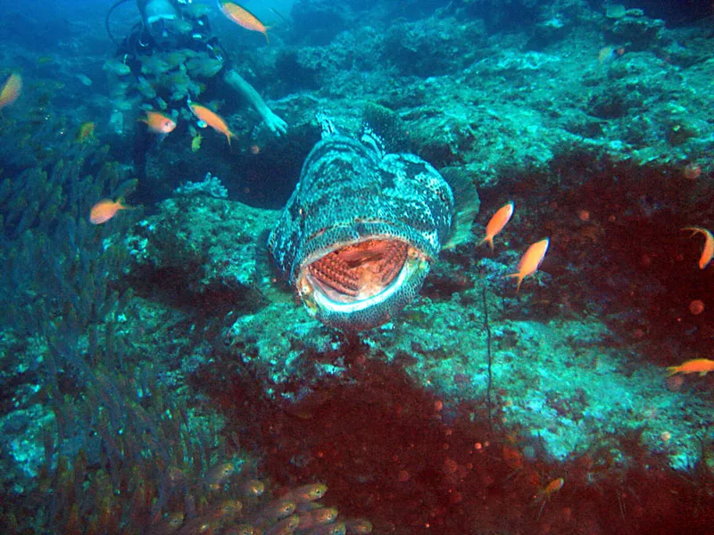  Malabar grouper, lighted mouth, diver in the background