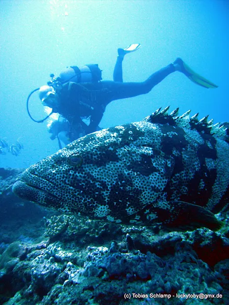  Malabar grouper with divers in the background