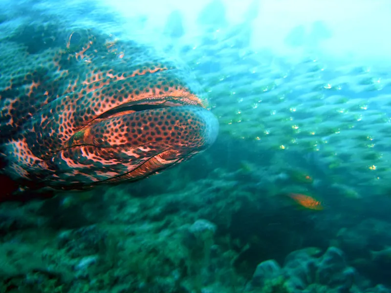 Malabar grouper, red mouth close-up, glassfish in the background