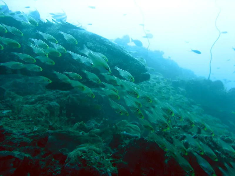  Malabar grouper and glassfish, profile, facing the current