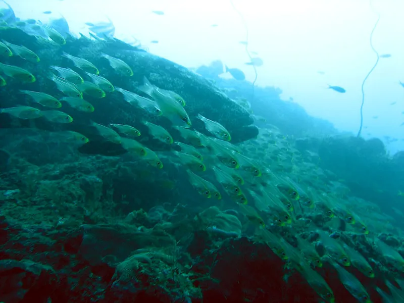 Mérou malabar et poissons de verre, de profil, face au courant