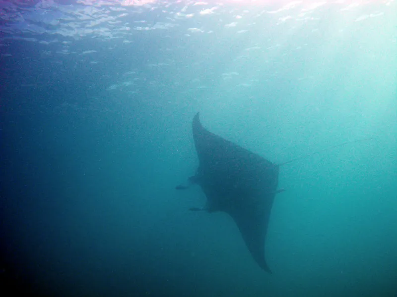  A manta ray abobe Vatosoa