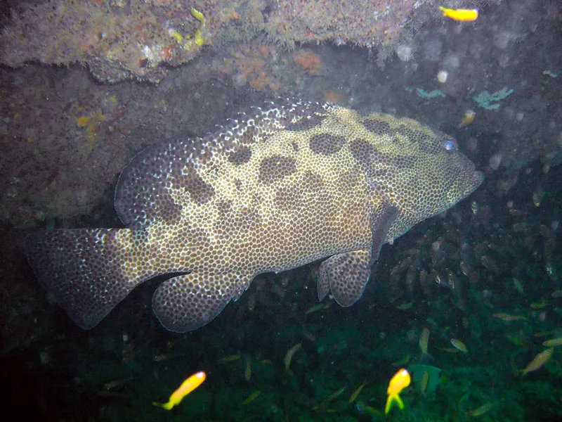  A camouflage grouper seen from 3/4 back