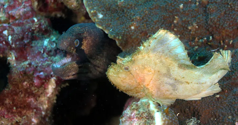 masked moray and scorpion leaf fish