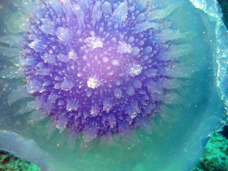 A jellyfisjh close-up
