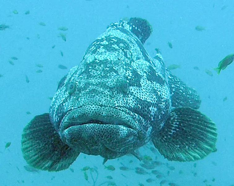 Photo diving Madagascar