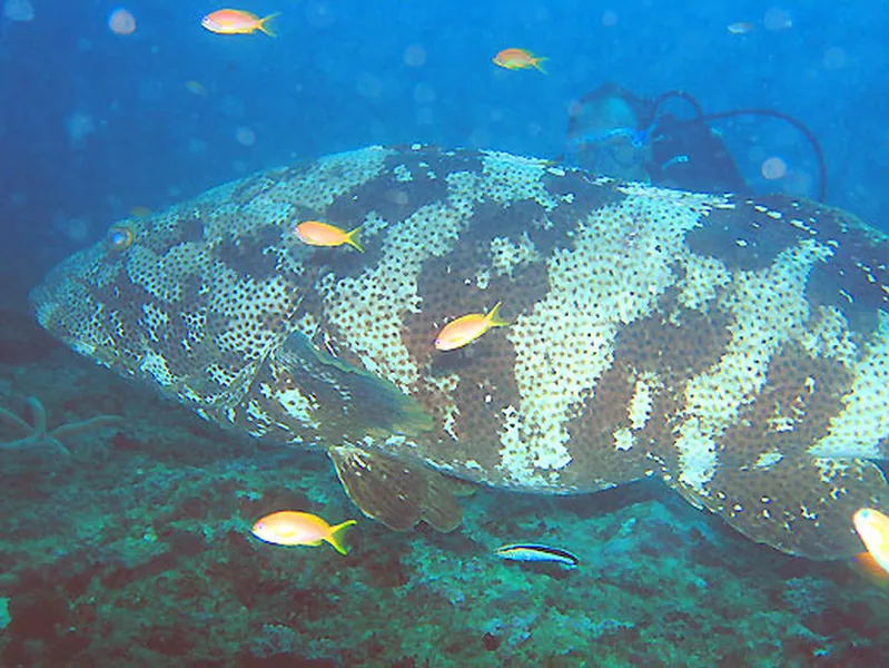 Photo diving Madagascar