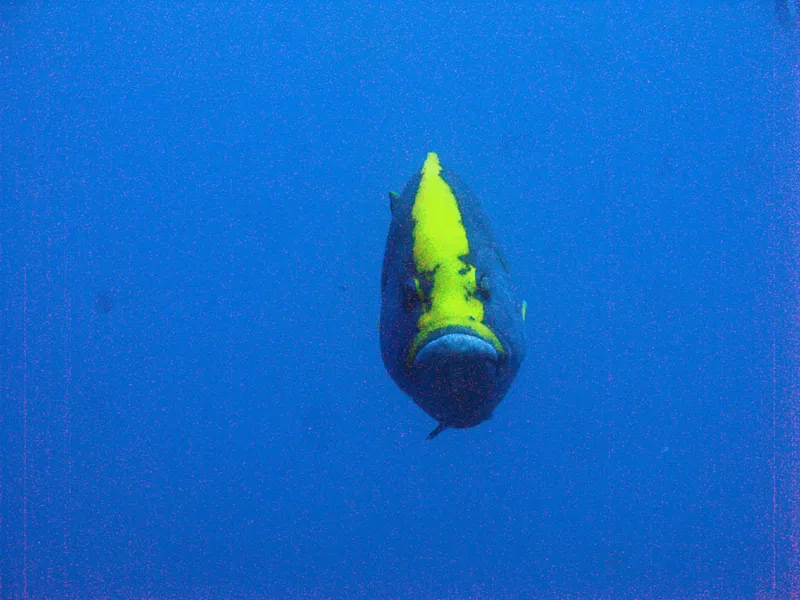 Gloomy blue-and-yellow grouper