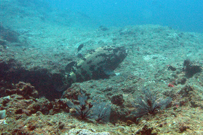 Brown marbled grouper, always shy