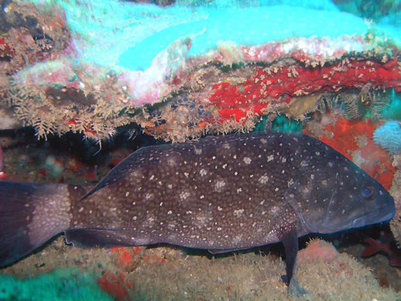 Photo diving Madagascar