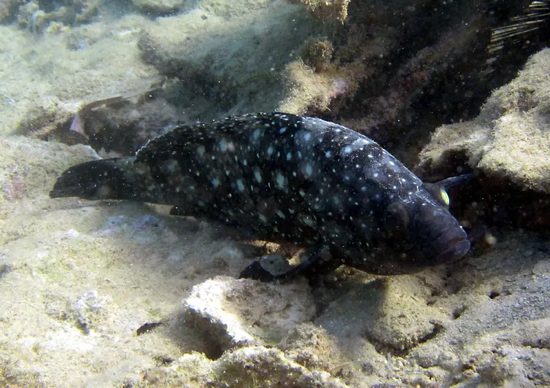 Specklefin grouper, discreet and dull