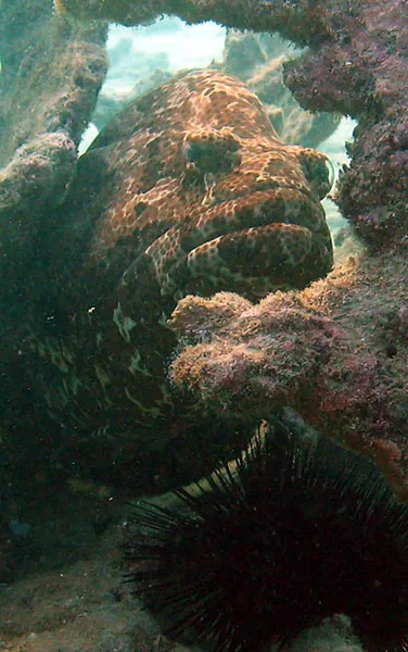 Mérou marron se cachant dans le corail mort