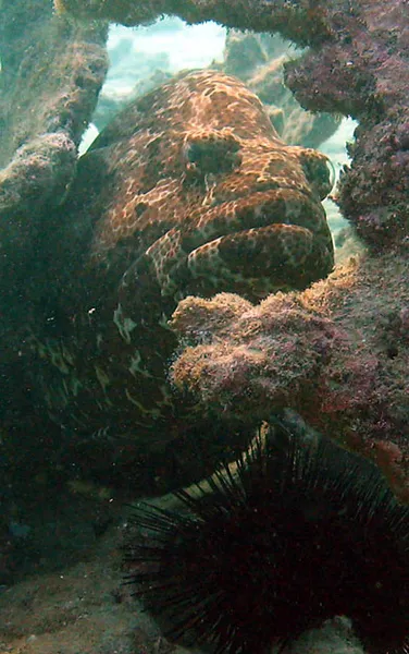 Brown-marbled grouper hiding in dead coral