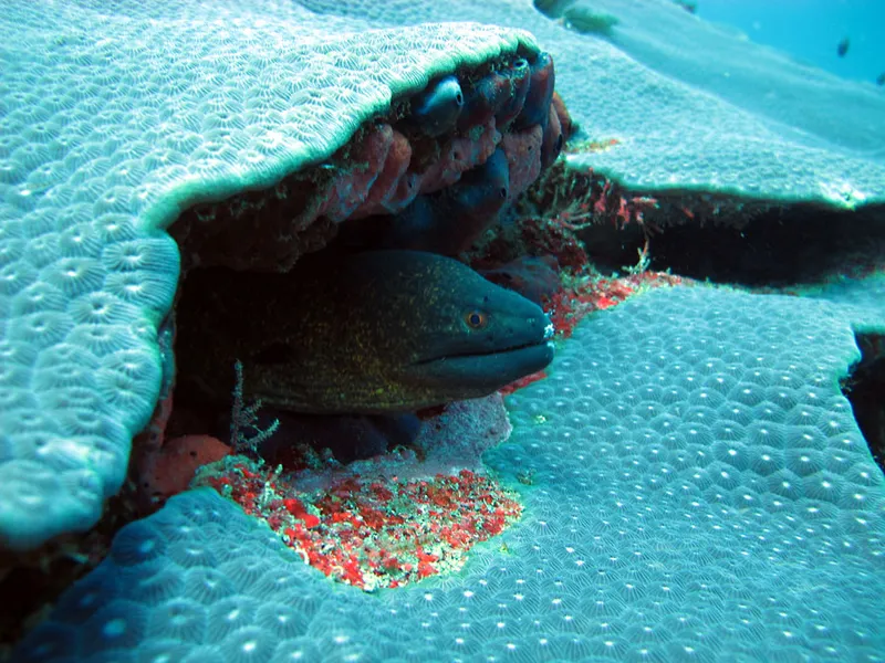 Yellow moray in the sweetlips rock at Tortuga