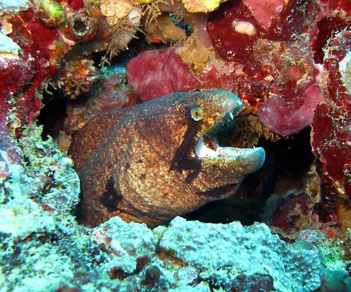 Photo diving Madagascar